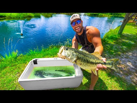 Transferring Largest PET BASS Into NEW Backyard POND!!! (MEGA SCHOOL)