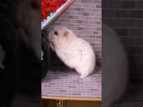 Colorful Hamster maze Part 2 #Shorts