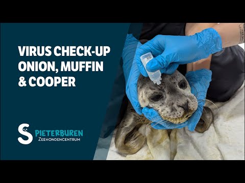 Virus check-up on seal pups Onion, Muffin & Cooper