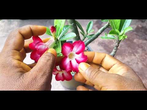 Adenium pollination with 100% success results #learngardening