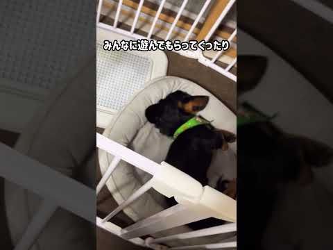 【おつかれ】実家で疲れて爆睡中　#shorts #犬 #dog