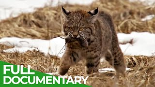 The Most Emotional Wildlife Moments | Free Documentary Nature