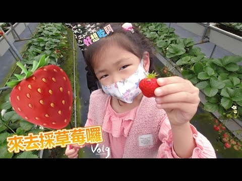 來去採草莓囉 BOSS東 VLOG