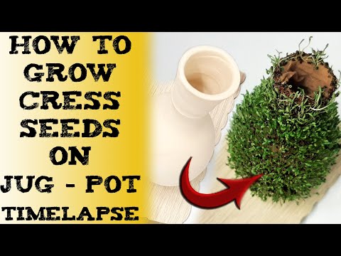 how to grow Garden cress seeds 如何种植水芹 हलीम के बीज cultivar berros Kresse pflanz кресс 水芹种子