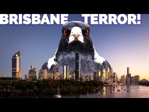 BEWARE this DANGER in Brisbane, Australia!  The search for Australia's ANGRIEST BIRD part 1.