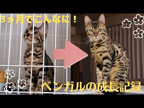 【ベンガル子猫】ラニの成長記録 ～生後4ヵ月→7ヵ月～