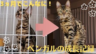 【ベンガル子猫】ラニの成長記録 ～生後4ヵ月→7ヵ月～