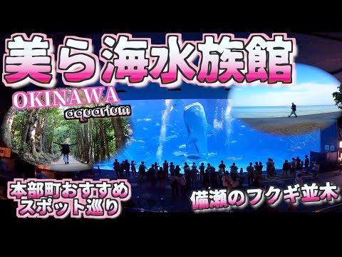 [Top 3 Okinawa Recommendations]  Churaumi Aquarium / Bise Fukugi Tree Line  [Okinawa Trip]