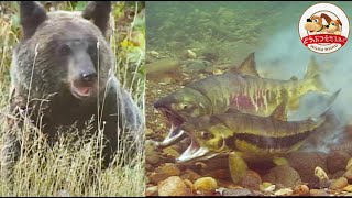 【貴重映像】北海道に、魚もキツネもヒグマもワシも集う”幻の川”があった！サケの大群が命がけの出産…そして残った壮絶な光景とは【どうぶつ奇想天外／WAKUWAKU】