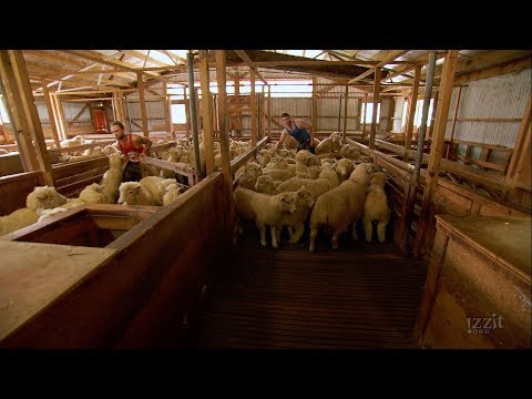 No More Skinny Sheep - Global Farming Market