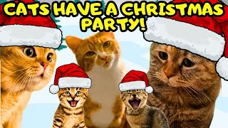 When a Cat, his family and his friends make a Christmas Party (part1)