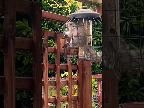 Bird feeder #gardening #garden