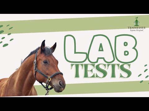 Everything to Know About Equine Lab Tests