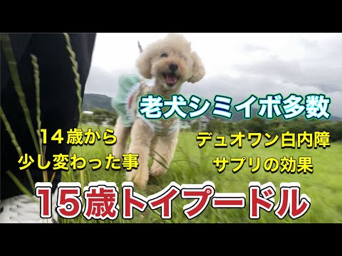 老犬のシミ・イボ大丈夫なの？/白内障のサプリについて　トリミング行きました☺️💓