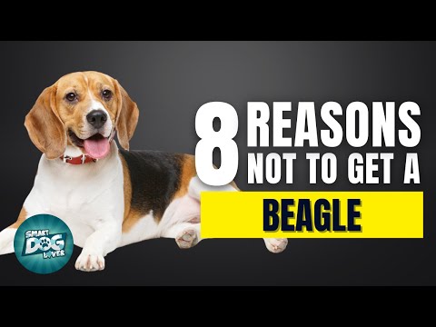 8 Reasons Why You SHOULD NOT Get a Beagle