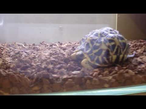 印度星龜飼養環境 水族缸飼養Indian Star Tortoise