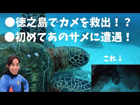 カメパラダイスの徳之島でカメを救出？！初めてあのサメに会えた【Diving in Tokunoshima Japan】