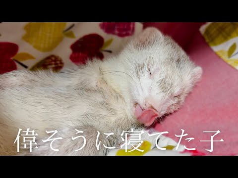 甘ったれフェレットは可愛い寝顔が盛りだくさん‼︎【ferret#1761】