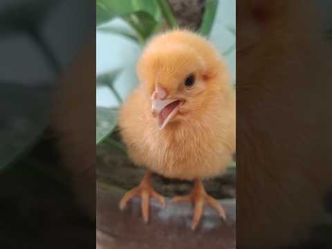 Cute attractive chicks #funny #babychicks #cute #babychiks