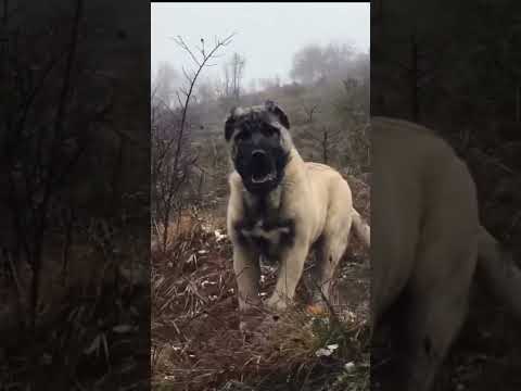 3 Dogs That Can Face a Cane Corso  #dogfacts #canecorso #canecorsodog