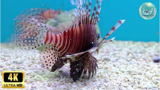 Underwater Realm II 4K Aquarium Beautiful Fish Coral Reef Calming Music #relaxingmusicsweetdreams