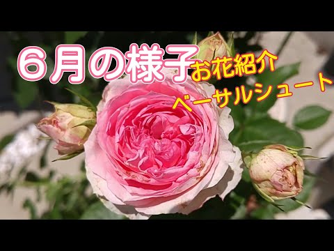 ６月のバラの様子と腰痛の話【鉢栽培】