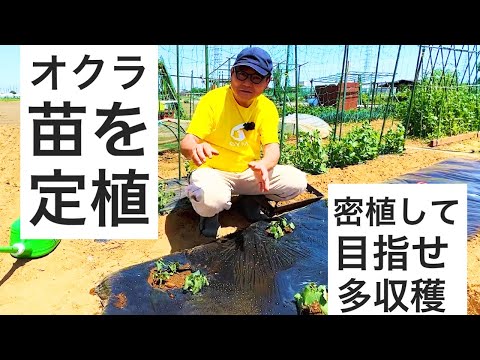 オクラの苗の定植｜４株まとめて密植することでたくさん収穫