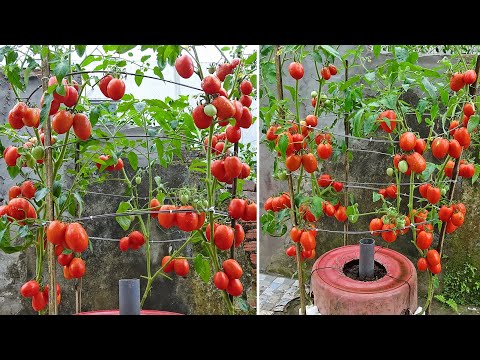 The Method of growing tomatoes helps the fruit to be large and many, the whole world does not know