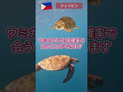 【フィリピン】現地の人にも大人気！おすすめビーチをご紹介！　#海外 #フィリピン  #旅行  #海水浴 #shorts