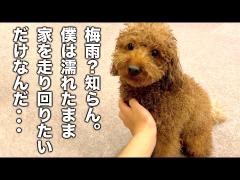 飼い主泣かせの季節（梅雨）が到来しました。【トイプードル】