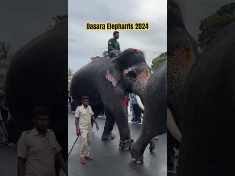 Mysore Dasara Elephants 2024 😍      #MysoreDasara #DasaraElephants2024 #Dasara2024