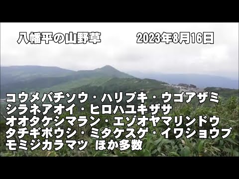 八幡平の山野草(ｺｳﾒﾊﾞﾁｿｳ、ﾊﾘﾌﾞｷ、ｳｺﾞｱｻﾞﾐ、ｼﾗﾈｱｵｲ、ﾋﾛﾊﾕｷｻﾞｻ、ｵｵﾀｹｼﾏﾗﾝ、ｴｿﾞｵﾔﾏﾘﾝﾄﾞｳ、ﾀﾁｷﾞﾎﾞｳｼ、ｲﾜｼｮｳﾌﾞ、ﾓﾐｼﾞｶﾗﾏﾂほか多数)