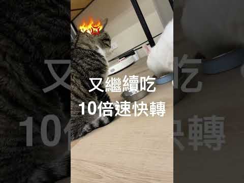 「那碗是我的🔥」#小大貓日常 #辦公室小貓