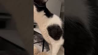 Crying #kitten #catvideos #catlover #catshorts #cute #cutekitty #kittens #kitten #cats #catsoftiktok