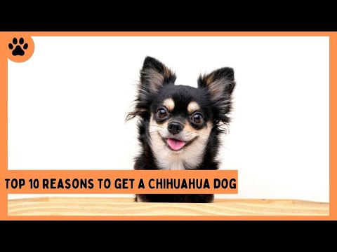 Top 10 Reasons To Get a Chihuahua Dog