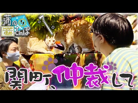 【蒲田】#17 猫の喧嘩を止めろ！【MAP埋めさんぽ】