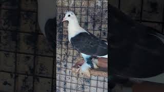 #pigeon #fence #pigeonbreed #pigenslefti #pigeontypes #like #subscribe #viralshot #kabutar