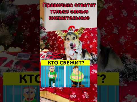 СМЕШНЫЕ ЖИВОТНЫЕ | головоломка | КТО СБЕЖИТ???