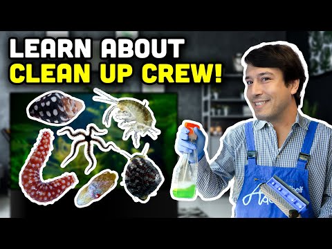 Discussing YOUR Clean Up Crew!