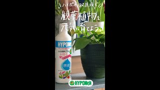 ハイポネックス原液で観葉植物を元気に育てよう！#shorts