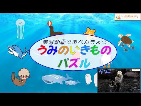 12 kinds of puzzles & live-action videos 2 Flashcards Sea creatures Japanese