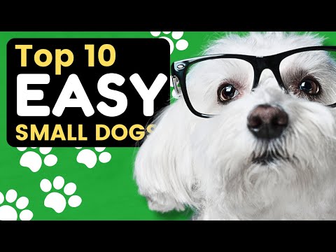 Top 10 Easy Small Dog Breeds That Are Great for Seniors - Dogs 101