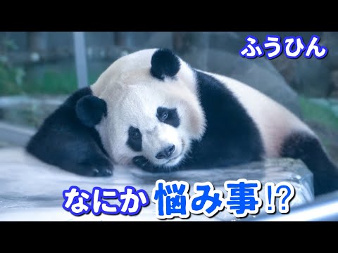 【パンダアイドル楓浜】真剣な顔で何かを考える！ぱんだの深イイ話🐼