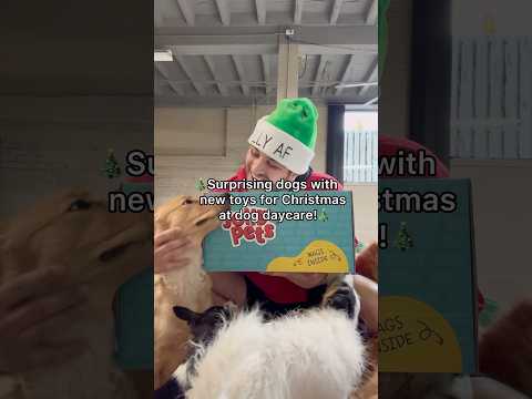 Surprising dogs with new toys for Christmas at dog daycare!