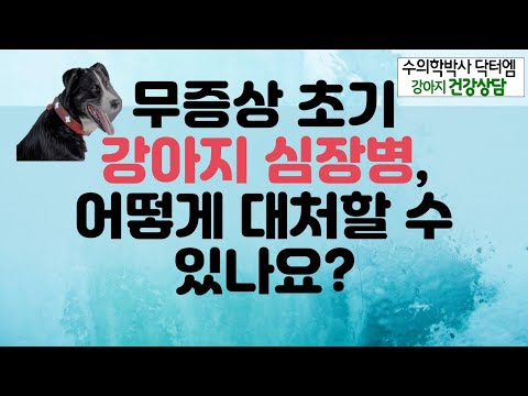 강아지 심장병 초기 어떻게 대처해야 할까요?