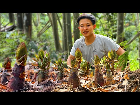 Harvesting bitter bamboo shoots in winter Go to Market Sell - 2 Year Off Grid Cabin in Forest