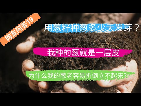 网友问答 第19期：用葱籽种葱多少天发芽？为什么我种的葱老是倒？