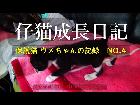 仔猫成長日記　保護猫ウメちゃんの記録No,4