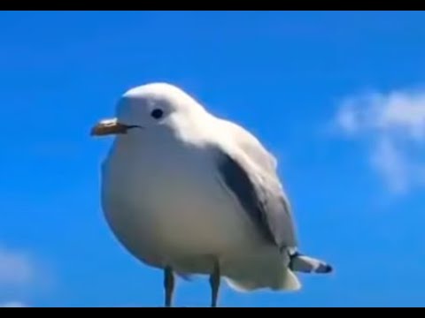 seagull (Joke FNF Song)