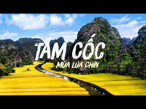 Tam Cốc Mùa Lúa Chín